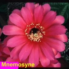 Mnemosyne.4.1.jpg 